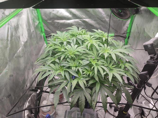 DWC - Papaya Stank. Week 9 - BT 2