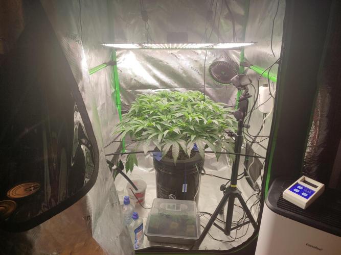 DWC - Papaya Stank. Week 9 - BT 2