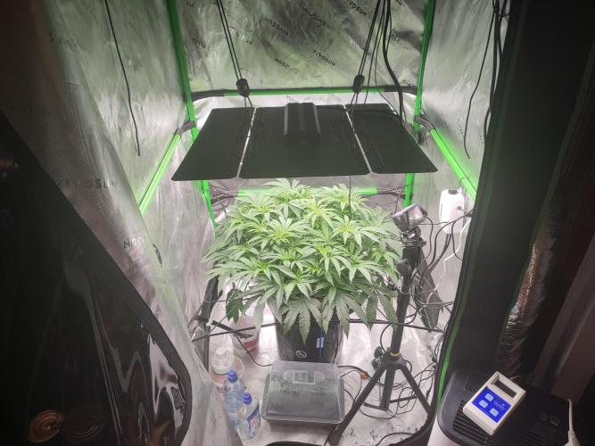 DWC - Papaya Stank. Week 9 - BT 2