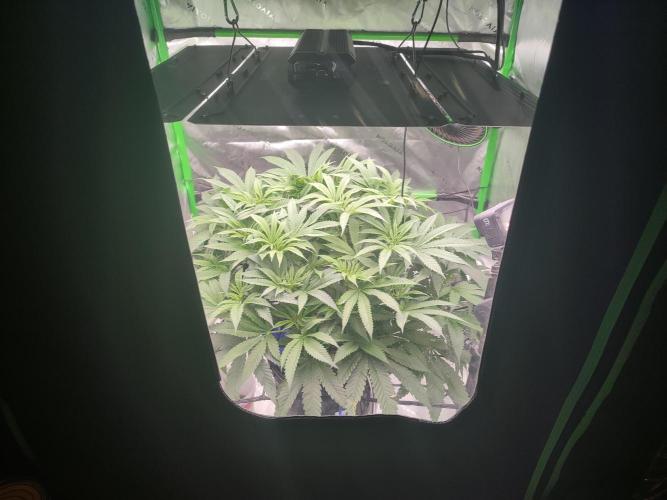 DWC - Papaya Stank. Week 9 - BT 3