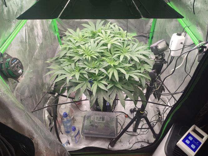 DWC - Papaya Stank. Week 9 - BT 3