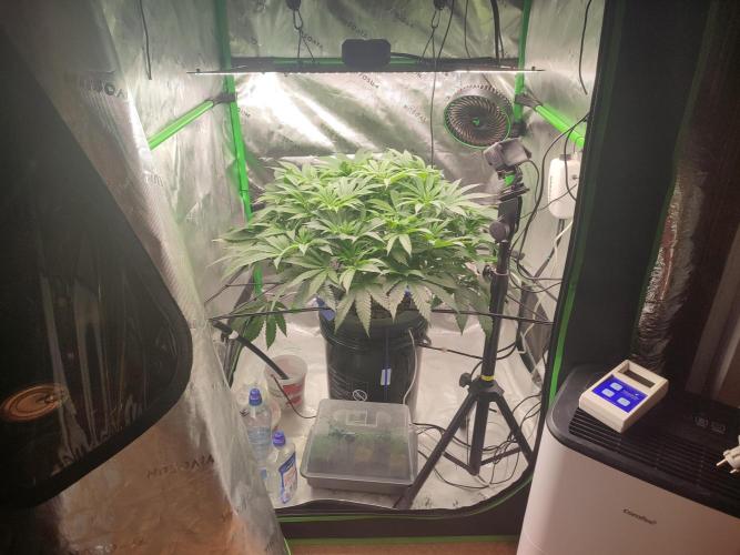 DWC - Papaya Stank. Week 9 - BT 3