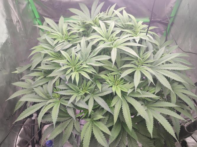 DWC - Papaya Stank. Week 9 - BT 3