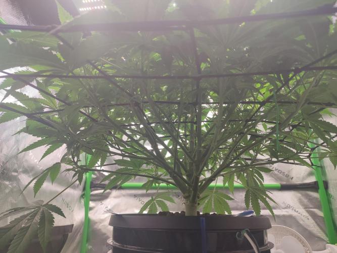 DWC - Papaya Stank. Week 9 - BT 3