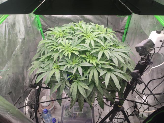 DWC - Papaya Stank. Week 9 - BT 4