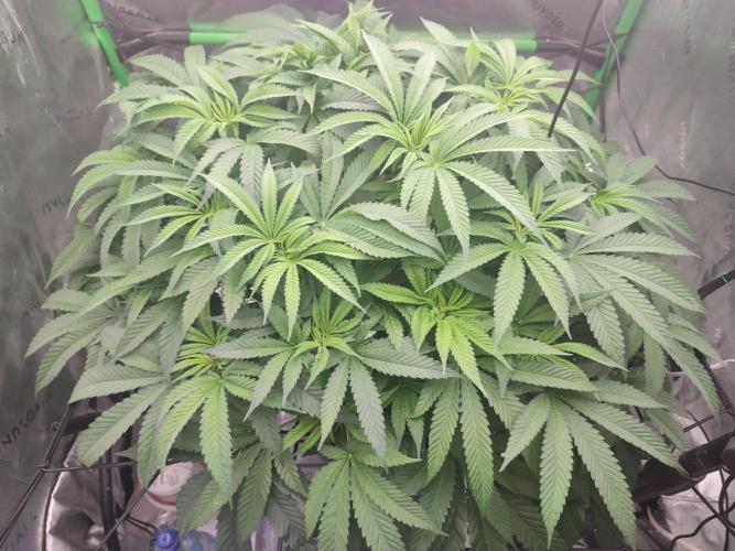 DWC - Papaya Stank. Week 9 - BT 4