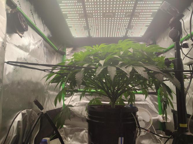 DWC - Papaya Stank. Week 9 - BT 4