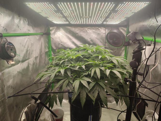 DWC - Papaya Stank. Week 9 - BT 4