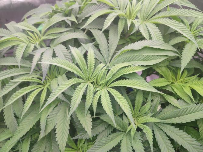 DWC - Papaya Stank. Week 9 - BT 4