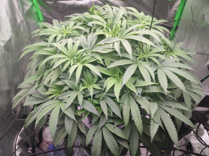 DWC - Papaya Stank. Week 9 - BT 5