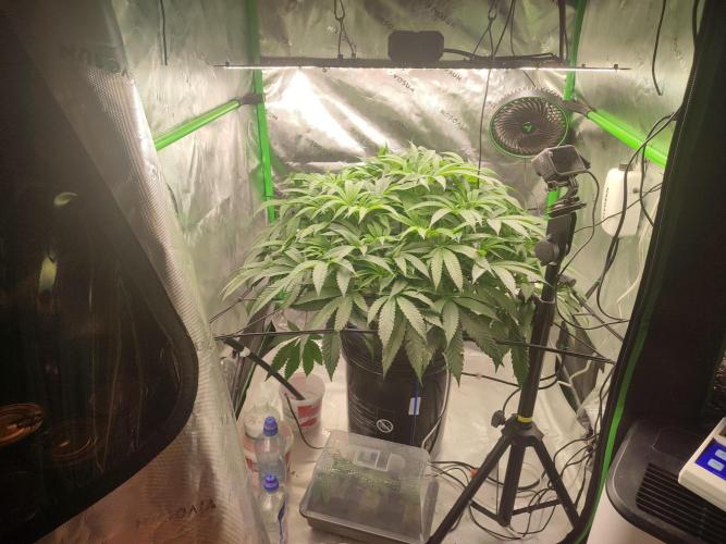 DWC - Papaya Stank. Week 9 - BT 5