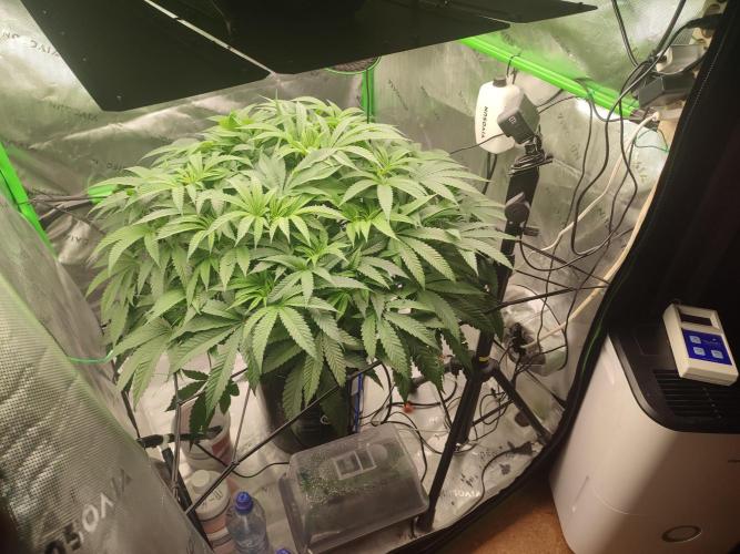 DWC - Papaya Stank. Week 9 - BT 5