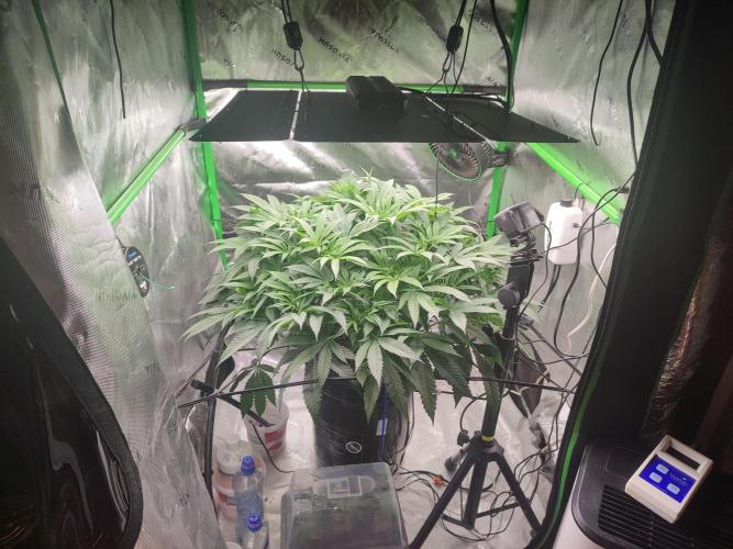 DWC - Papaya Stank. Week 9 - BT 5