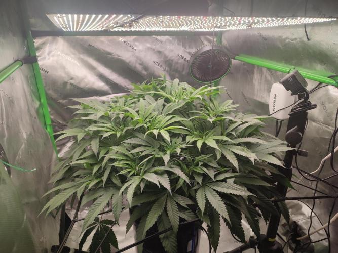 DWC - Papaya Stank. Week 9 - BT 5