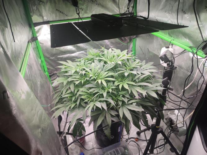 DWC - Papaya Stank. Week 9 - BT 5