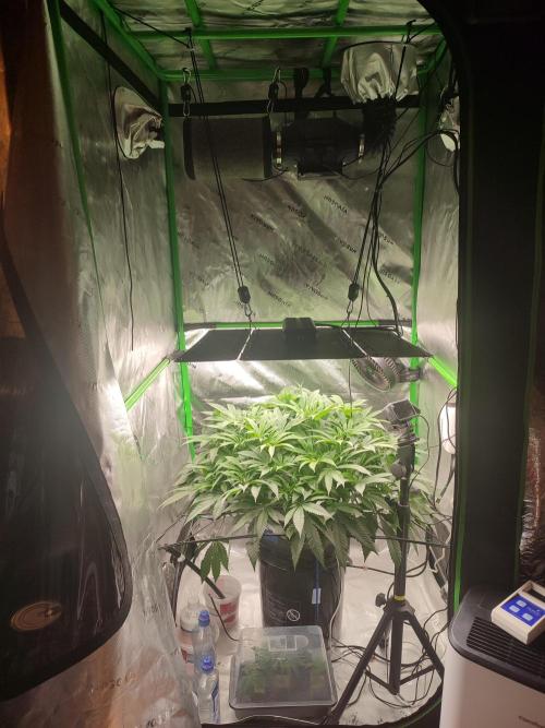 DWC - Papaya Stank. Week 9 - BT 5