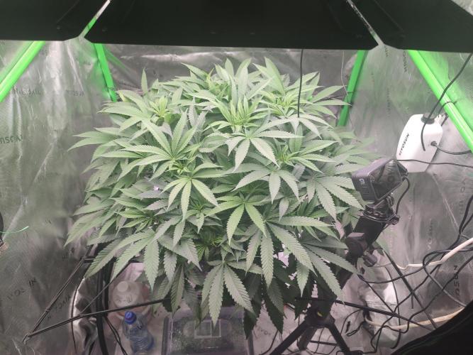 DWC - Papaya Stank. Week 9 - BT 6