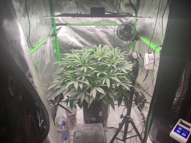 DWC - Papaya Stank. Week 9 - BT 6