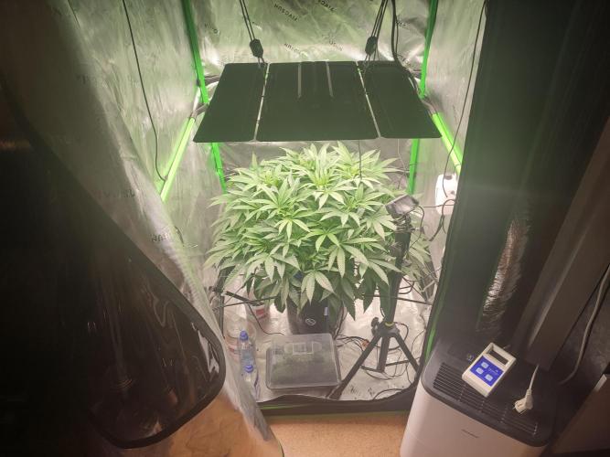 DWC - Papaya Stank. Week 9 - BT 6