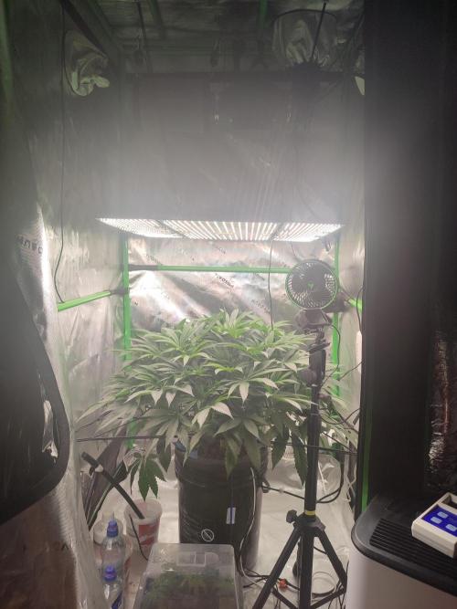 DWC - Papaya Stank. Week 9 - BT 6