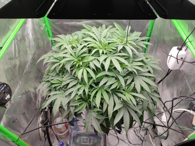 DWC - Papaya Stank. Week 9 - BT 7