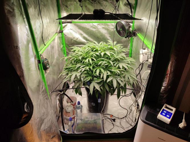 DWC - Papaya Stank. Week 9 - BT 7