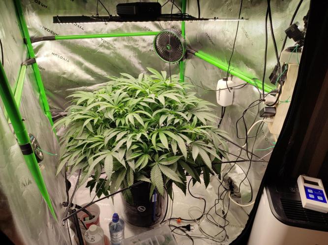 DWC - Papaya Stank. Week 9 - BT 7