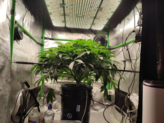 DWC - Papaya Stank. Week 9 - BT 7