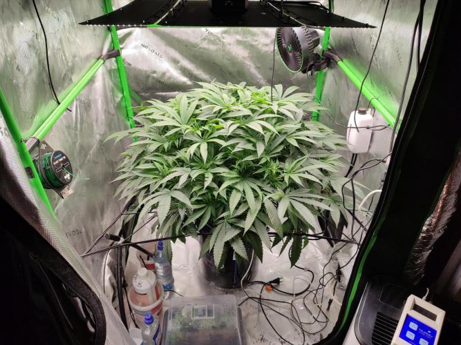 DWC - Papaya Stank. Week 10 - BT 8