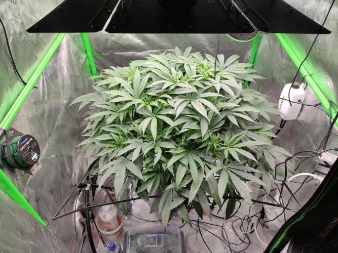 DWC - Papaya Stank. Week 10 - BT 8