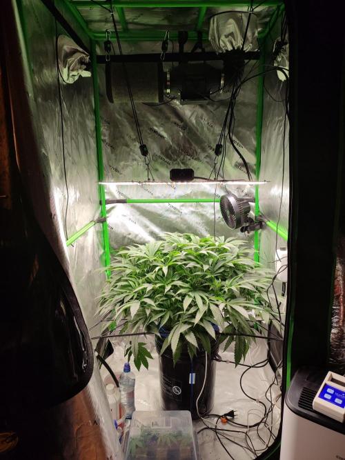 DWC - Papaya Stank. Week 10 - BT 8