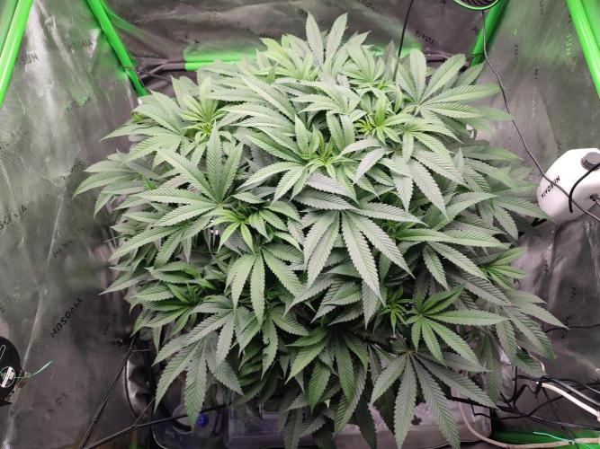 DWC - Papaya Stank. Week 10 - BT 8