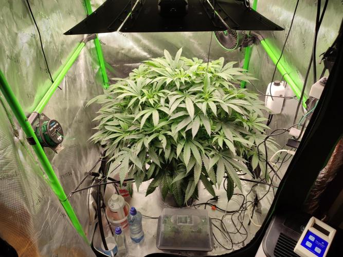 DWC - Papaya Stank. Week 10 - BT 9