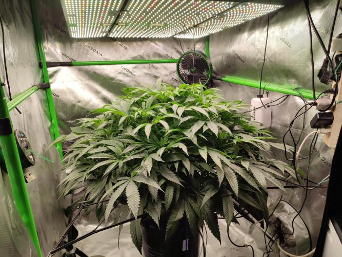 DWC - Papaya Stank. Week 10 - BT 9