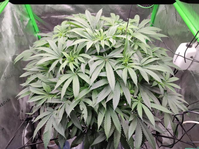 DWC - Papaya Stank. Week 10 - BT 9