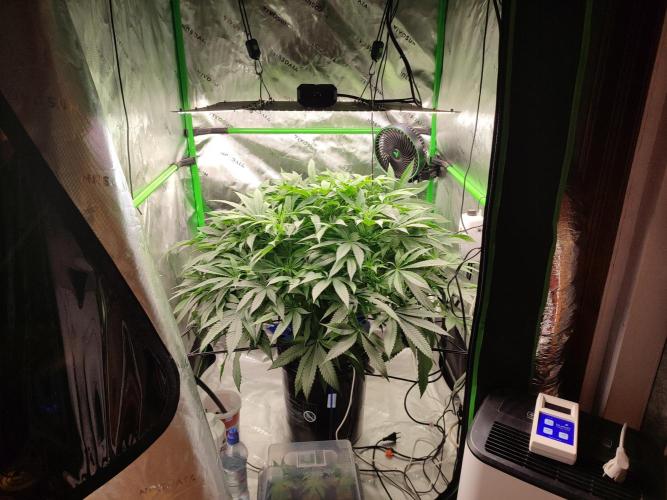 DWC - Papaya Stank. Week 10 - BT 10