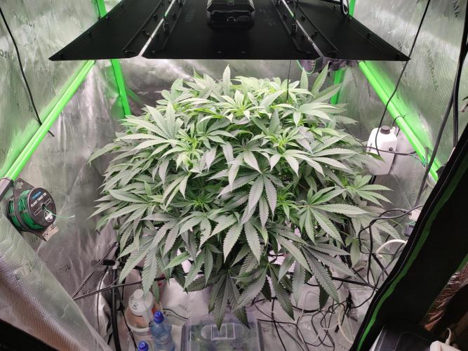 DWC - Papaya Stank. Week 10 - BT 10