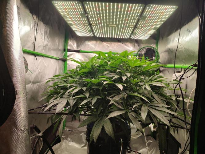 DWC - Papaya Stank. Week 10 - BT 10