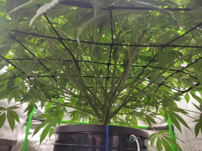 DWC - Papaya Stank. Week 10 - BT 10