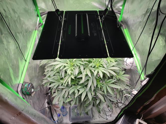 DWC - Papaya Stank. Week 10 - BT 10