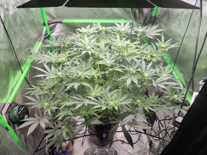 DWC - Papaya Stank. Week 11 - BT 18