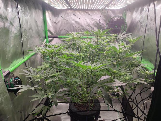 DWC - Papaya Stank. Week 11 - BT 18