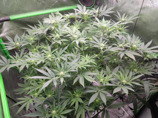 DWC - Papaya Stank. Week 11 - BT 18