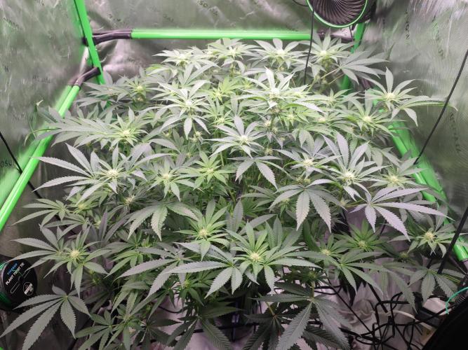 DWC - Papaya Stank. Week 11 - BT 19