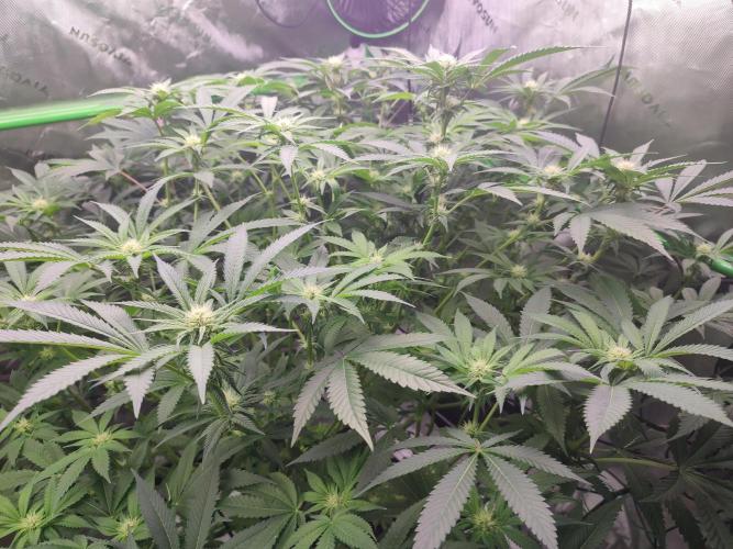 DWC - Papaya Stank. Week 11 - BT 19