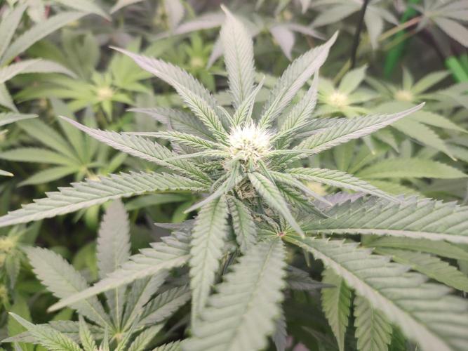 DWC - Papaya Stank. Week 11 - BT 19