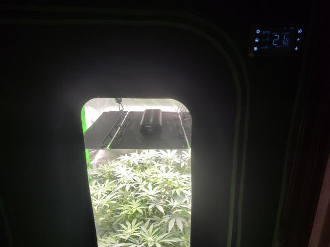 DWC - Papaya Stank. Week 11 - BT 20