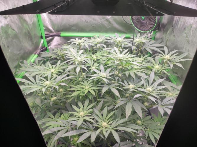 DWC - Papaya Stank. Week 11 - BT 20