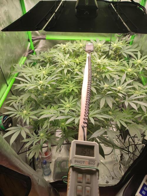 DWC - Papaya Stank. Week 11 - BT 20