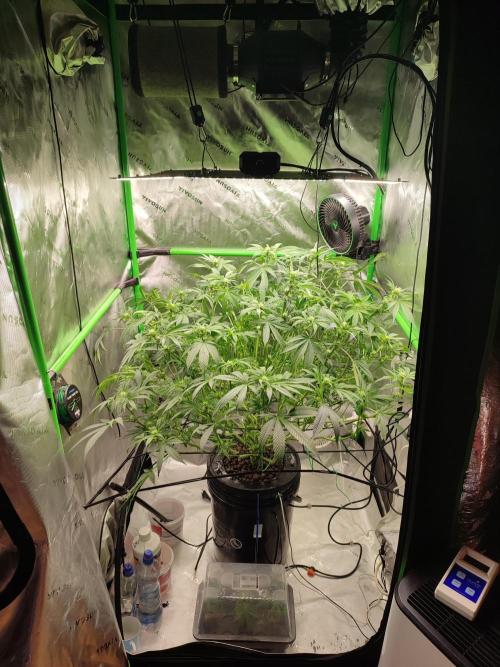 DWC - Papaya Stank. Week 11 - BT 17 